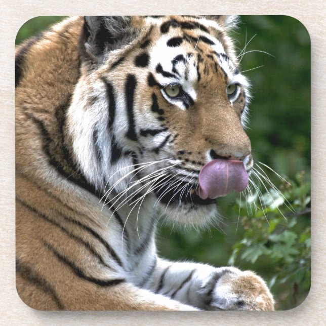 Porta-copo Língua do Tigre (Frente)