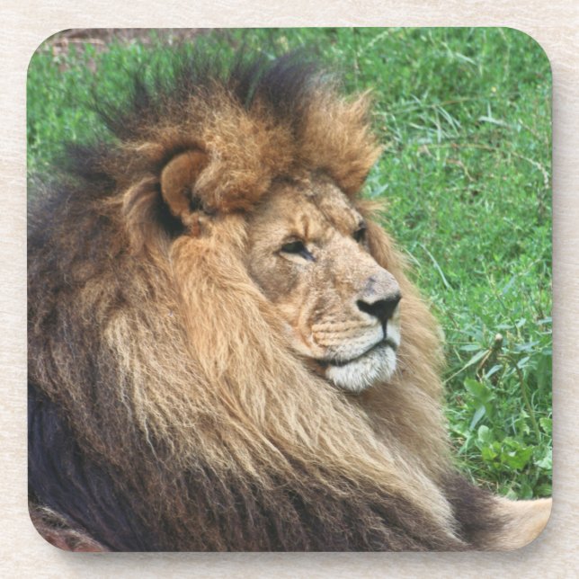 Porta-copo Lion_2015_0701 (Frente)