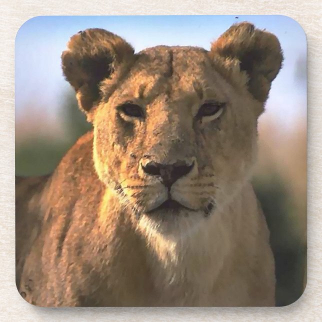 Porta-copo Lion Lovers Female Lioness (Frente)