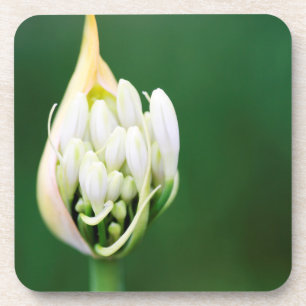 Porta-copo Lírio Africano, Agapanthus Praecox, Cidade do Cabo