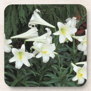 Porta-copo Lírio-de-páscoa (Lilium regale)