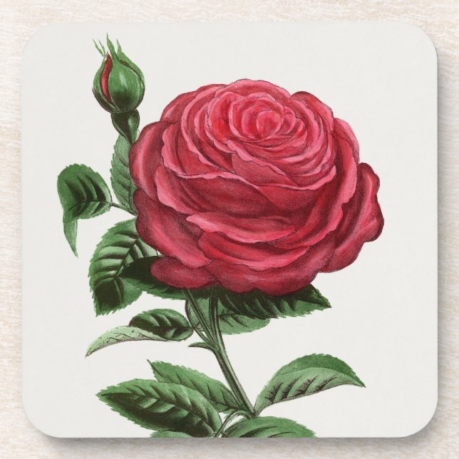 Porta-copo Litografia de Rosa Antiga, François-Frédéric Grobo (Frente)