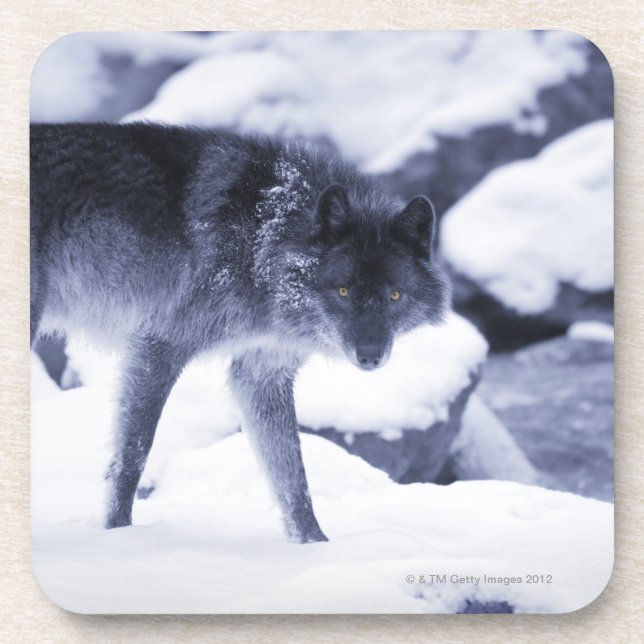 Porta-copo Lobo (Frente)