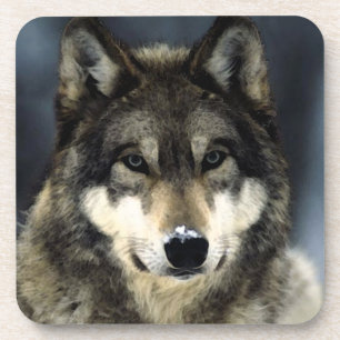 Porta-copo Lobo