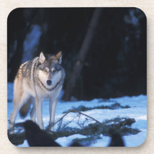 Porta-copo lobo cinzento, Canis lupus, nos contrafortes