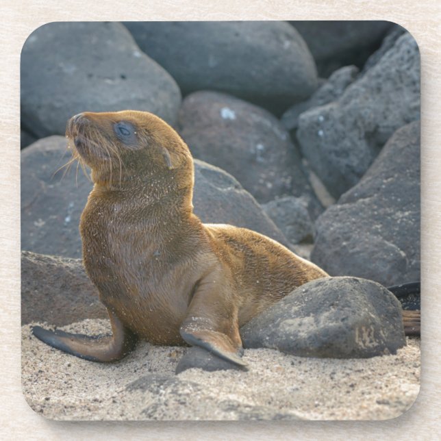Porta-copo Lobo-marinho-das-galápagos (Frente)