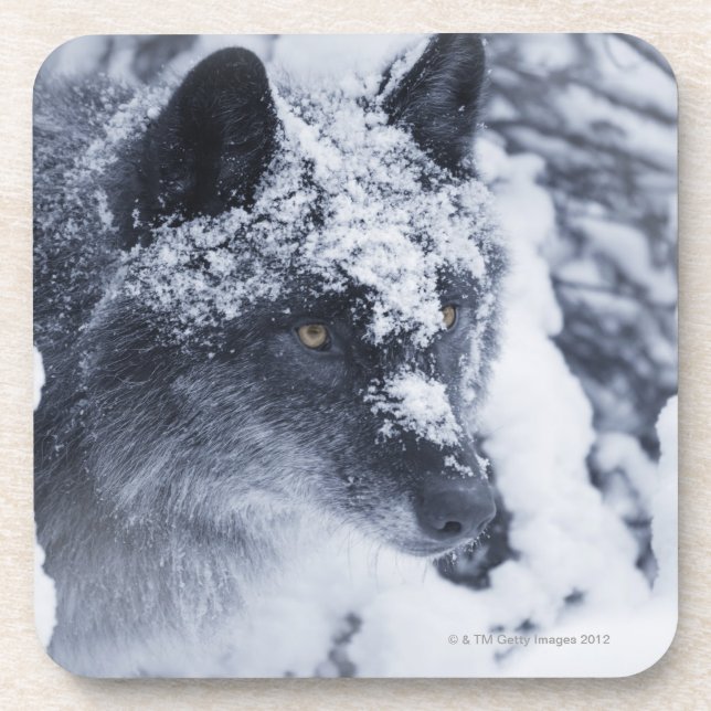 Porta-copo Lobo solitário na neve (Frente)