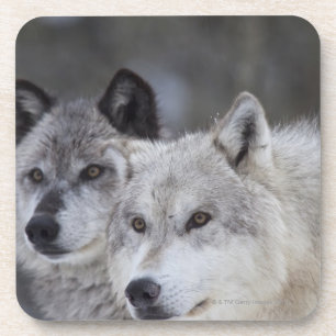 Porta-copo Lobos (lúpus de Canus) de Yellowstone ocidental.