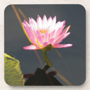 Porta-copo Lotus cor-de-rosa Waterlily