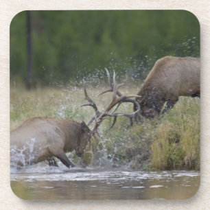 Porta-copo Luta de touros dos alces, Yellowstone NP, Wyoming