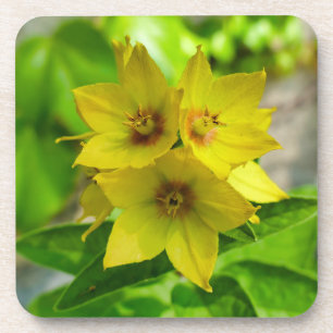 Porta-copo Lysimachia punctata