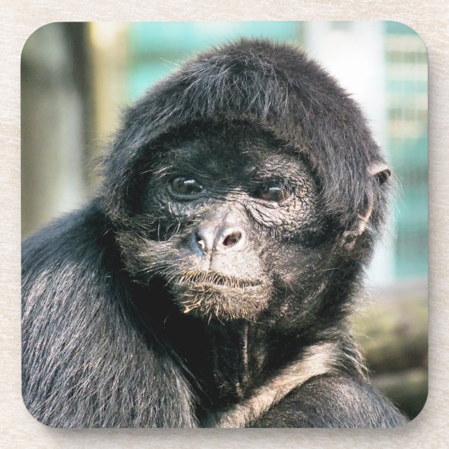 PORTA-COPO MACACA DE ARANHA (Frente)