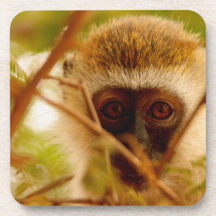 Porta-copo Macaco atrevido.