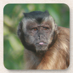 Porta-copo Macaco Capuchin, Cute Mas Cranky