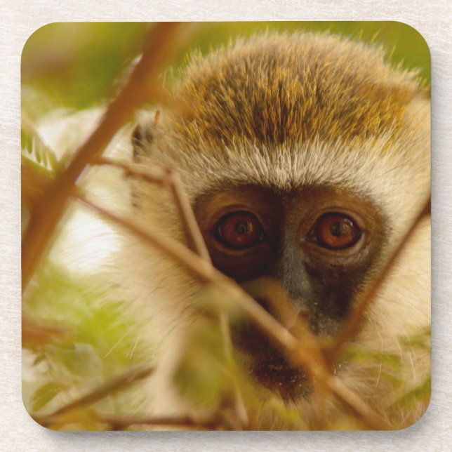 Porta-copo Macaco Cheeky. (Frente)