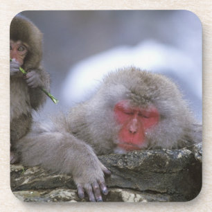 Porta-copo Macaco da Neve Mãe e Filho, Jigokudani, Nagano,