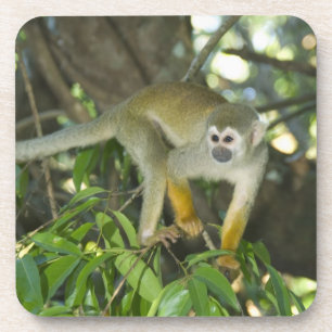 Porta-copo Macaco-de-cheiro-comum, (Saimiri sciureus), Rio