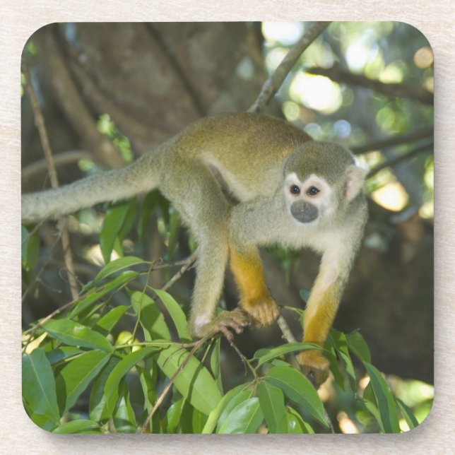 Porta-copo Macaco-de-cheiro-comum, (Saimiri sciureus), Rio (Frente)