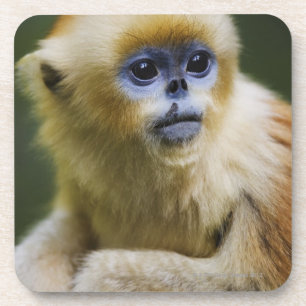 Porta-copo Macaco dourado