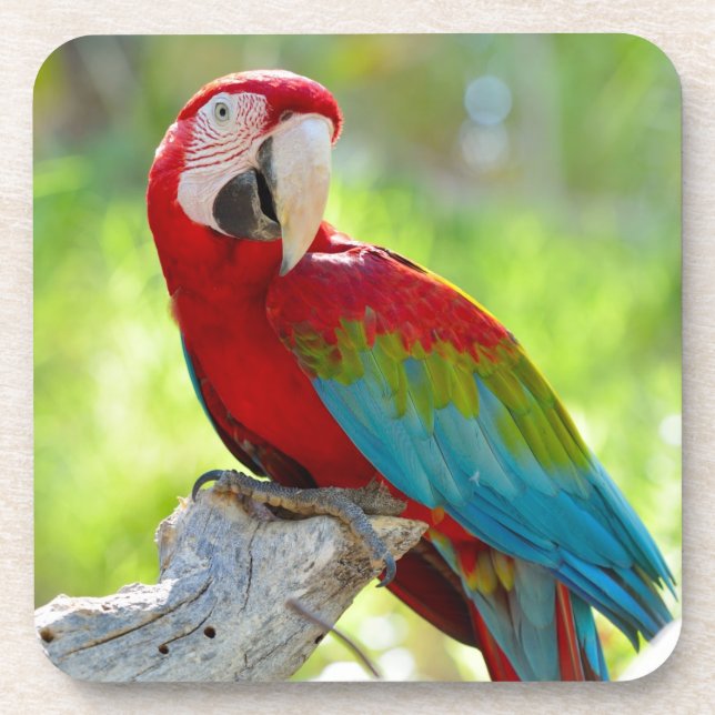 Porta-copo Macaw que senta-se no ramo (Frente)
