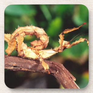 Porta-copo Macleay's Specter (Spiney Stick Insett),