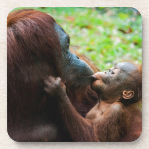 Porta-copo Mãe de orangotango e bebê
