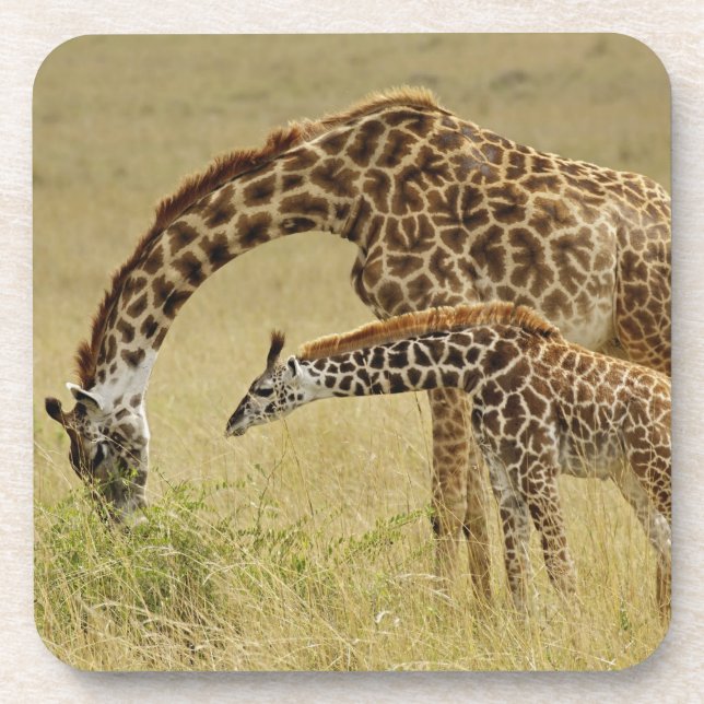 Porta-copo Mãe e bebê Girafa Masai, Giraffa (Frente)
