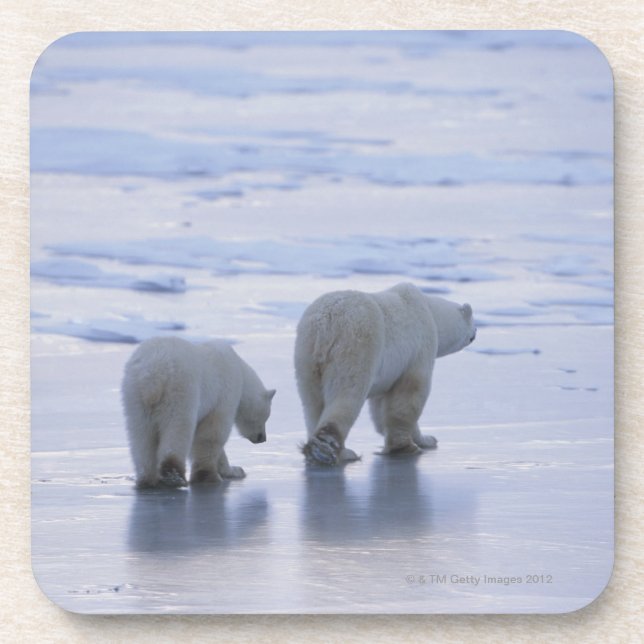 Porta-copo Mãe e Cub do urso polar (Frente)