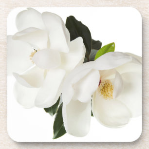 Porta-copo Magnólia Branca Flor Magnolias Flores