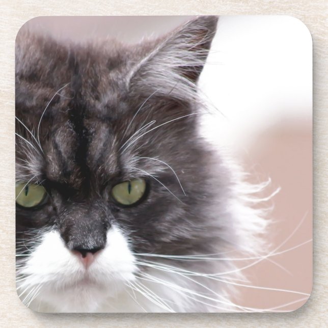 Porta-copo Maine Coon Cat (Frente)