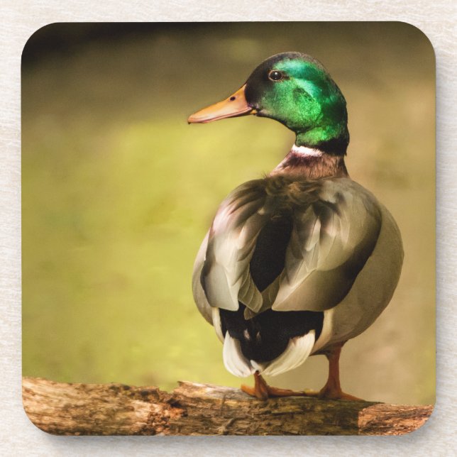 Porta-copo Mallard Duck (Frente)