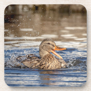 Porta-copo Mallard Duck em Downing Park