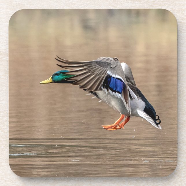 Porta-copo Mallard Duck em voo (Frente)