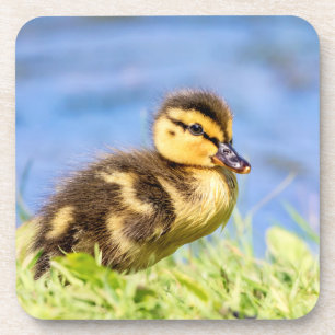 Porta-copo Mallard Duckling