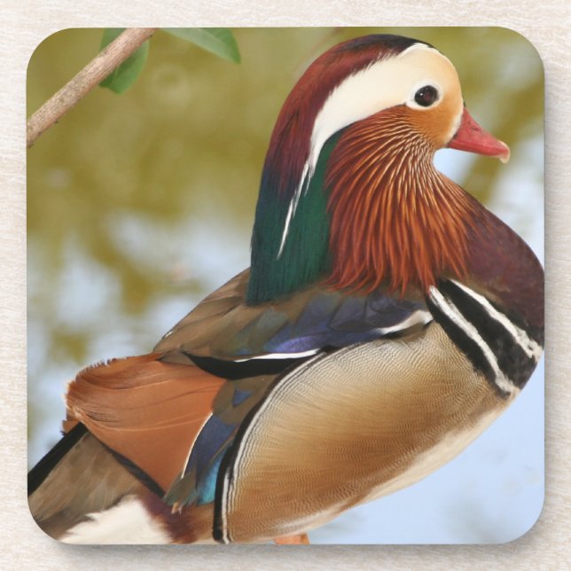 Porta-copo Mandarin Duck (Frente)