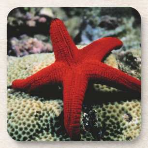 Porta-copo Mar Vermelho dos peixes da estrela
