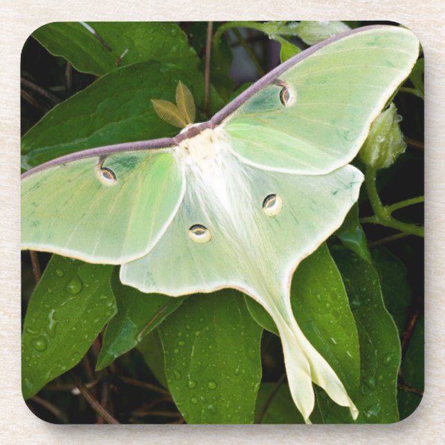 Porta-copo Mariposa Luna em Clematis Carnaby (Frente)