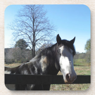 Porta-copo Marrom &Branco, Cavalo Pintado, céu azul brilhante