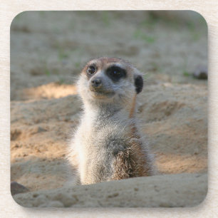 Porta-copo Meerkat 004