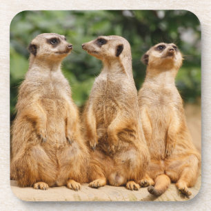 Porta-copo Meerkat 007