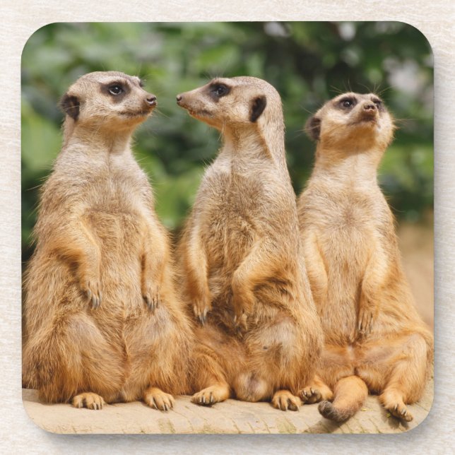 Porta-copo Meerkat 007 (Frente)