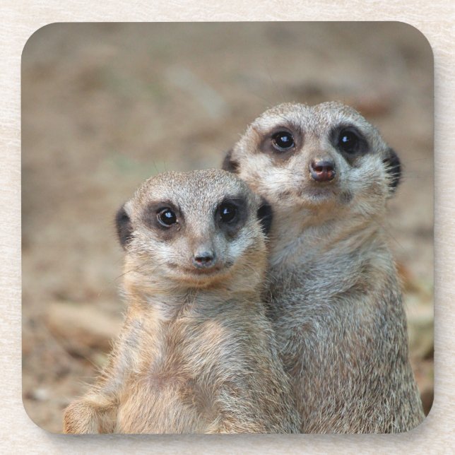 Porta-copo Meerkat 047 (Frente)