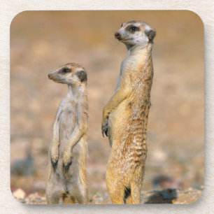 Porta-copo Meerkat (Suricata Suricatta) Sentinelas, Karas