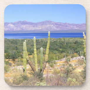 Porta-copo México, Baja California Sur, Cardon Cactus em