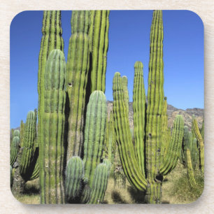 Porta-copo México, Sonora, San Carlos. Saguaro & Organ Pipe