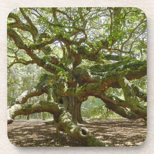 Porta-copo Mighty Angel Oak (Frente)
