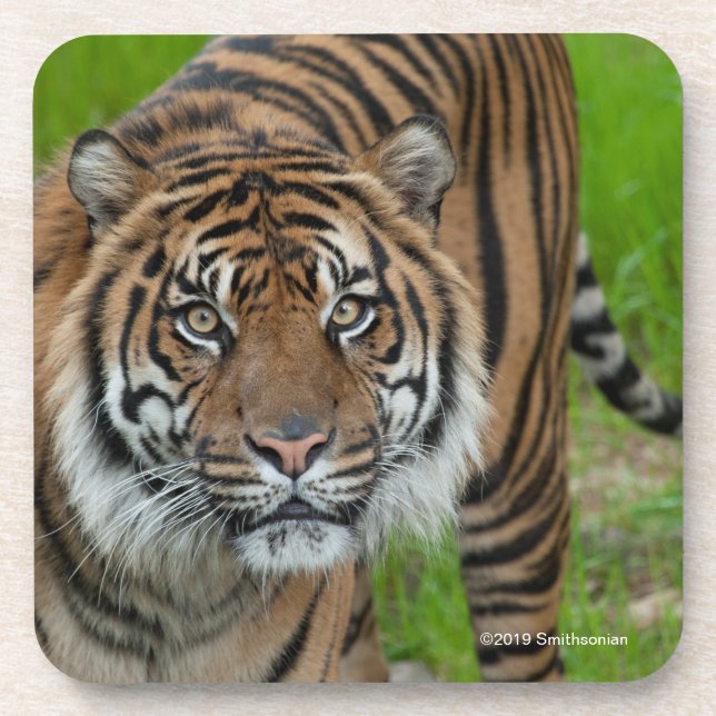 Porta-copo modelo (Frente)