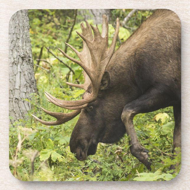 Porta-copo Moose Sensante (Frente)