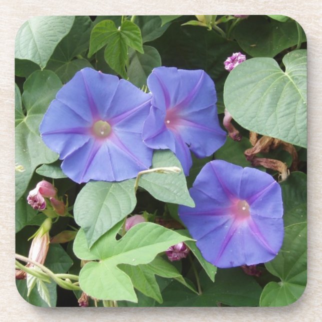 Porta-copo Morning Glory Flowers Portas copos (Frente)