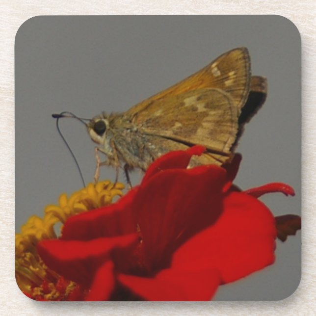 Porta-copo Moth (Frente)